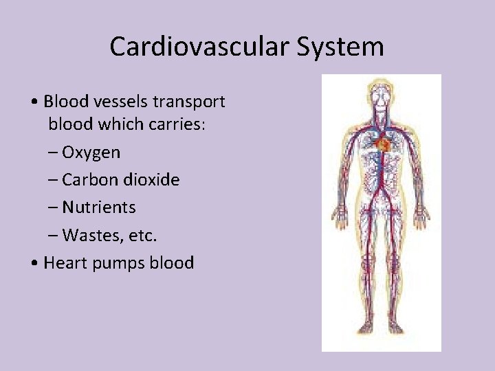 Cardiovascular System • Blood vessels transport blood which carries: – Oxygen – Carbon dioxide