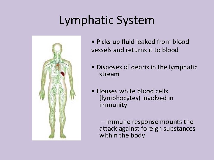 Lymphatic System • Picks up fluid leaked from blood vessels and returns it to