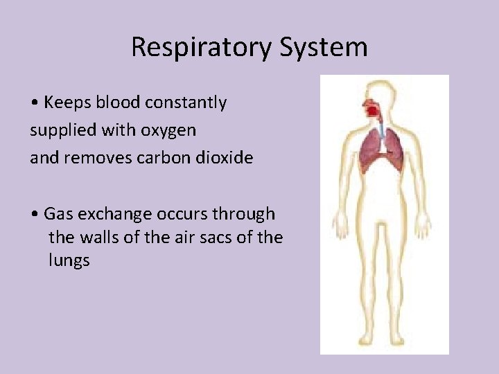 Respiratory System • Keeps blood constantly supplied with oxygen and removes carbon dioxide •