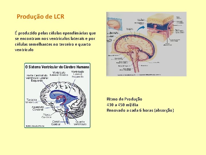 Produção de LCR É produzido pelas células ependimárias que se encontram nos ventrículos laterais
