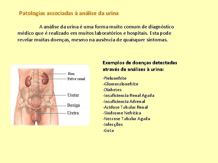 Patologias associadas à análise da urina A análise da urina é uma forma muito