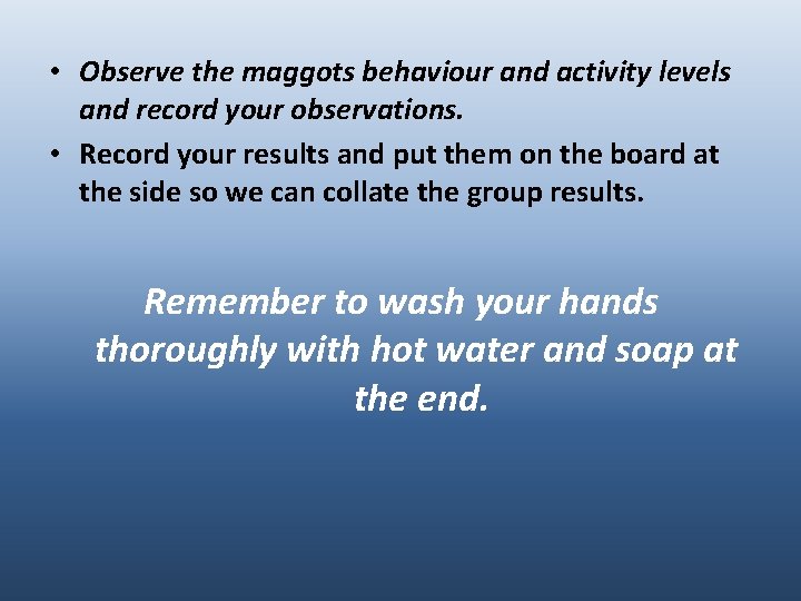  • Observe the maggots behaviour and activity levels and record your observations. •