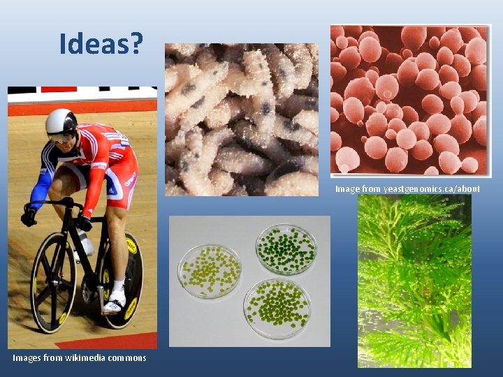 Ideas? Image from yeastgenomics. ca/about Images from wikimedia commons 