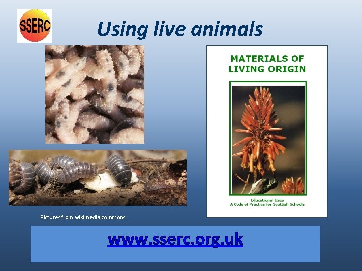 Using live animals Pictures from wikimedia commons www. sserc. org. uk 