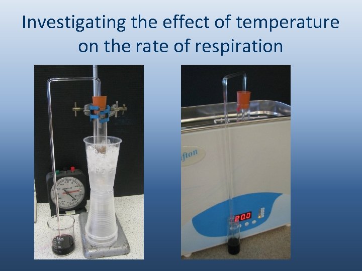 Investigating the effect of temperature on the rate of respiration 