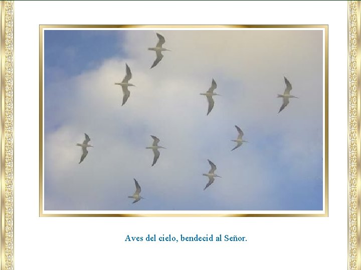 Aves del cielo, bendecid al Señor. 