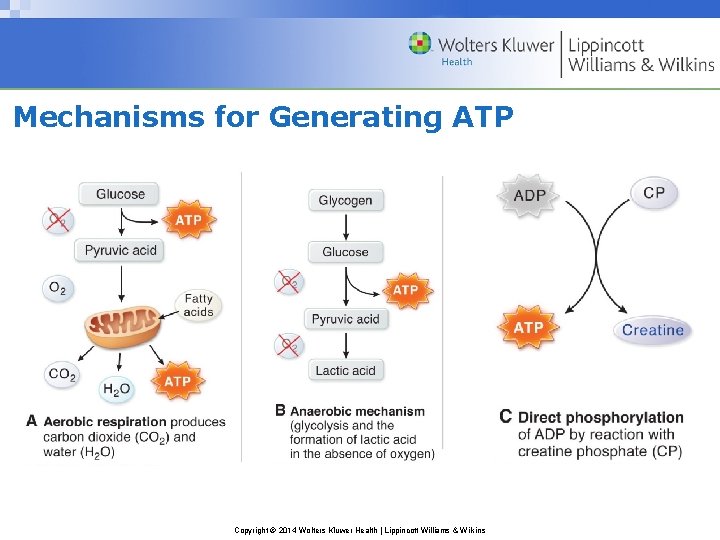 Mechanisms for Generating ATP Copyright © 2014 Wolters Kluwer Health | Lippincott Williams &