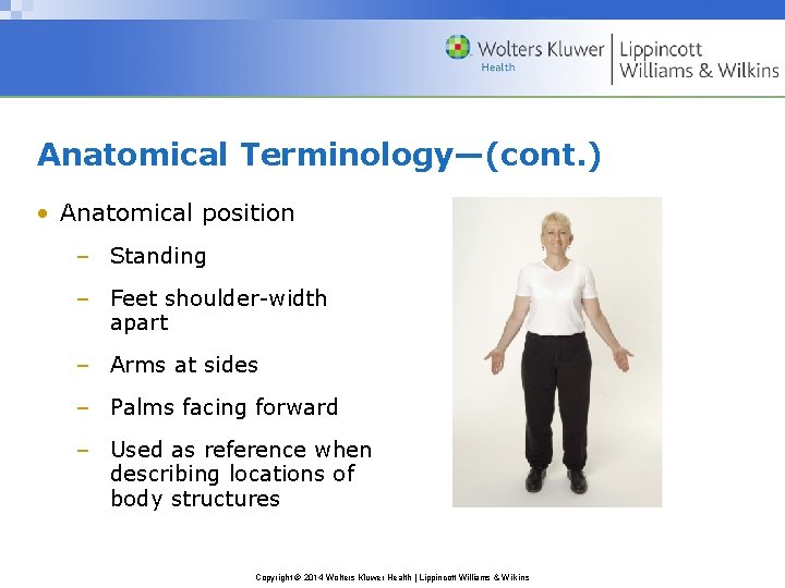 Anatomical Terminology—(cont. ) • Anatomical position – Standing – Feet shoulder-width apart – Arms