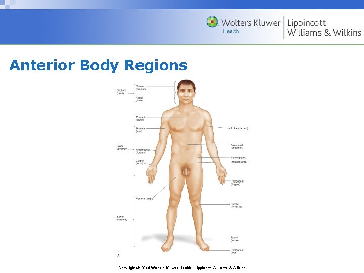 Anterior Body Regions Copyright © 2014 Wolters Kluwer Health | Lippincott Williams & Wilkins