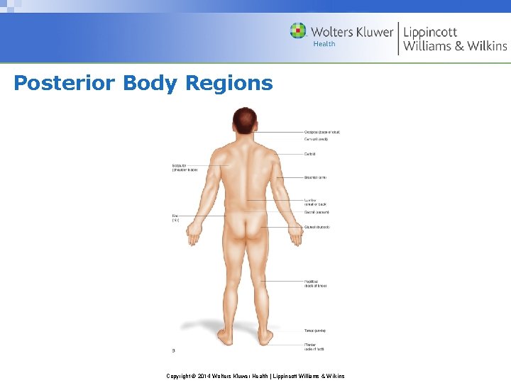 Posterior Body Regions Copyright © 2014 Wolters Kluwer Health | Lippincott Williams & Wilkins