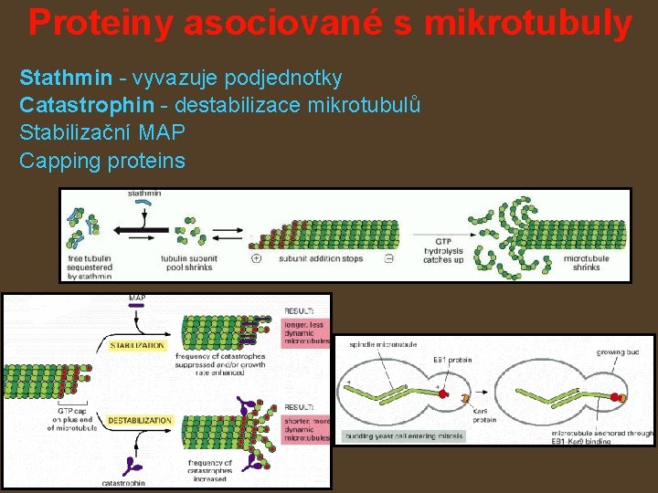 Proteiny asociované s mikrotubuly Stathmin - vyvazuje podjednotky Catastrophin - destabilizace mikrotubulů Stabilizační MAP