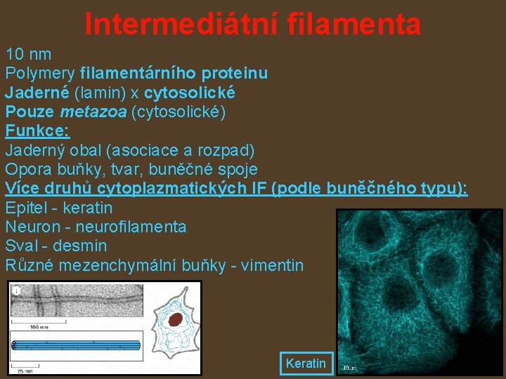 Intermediátní filamenta 10 nm Polymery filamentárního proteinu Jaderné (lamin) x cytosolické Pouze metazoa (cytosolické)