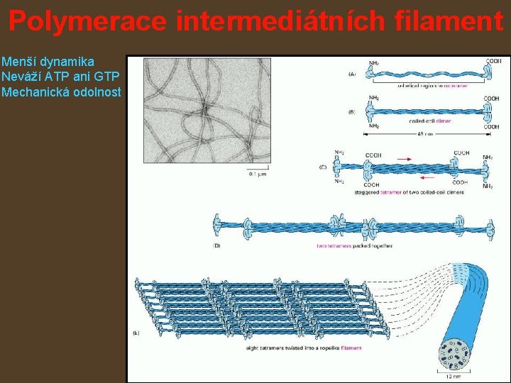 Polymerace intermediátních filament Menší dynamika Neváží ATP ani GTP Mechanická odolnost 