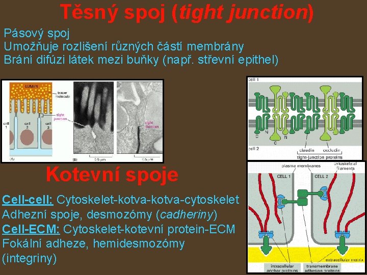 Těsný spoj (tight junction) Pásový spoj Umožňuje rozlišení různých částí membrány Brání difúzi látek