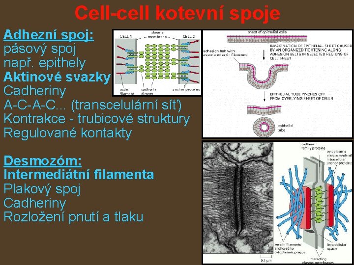 Cell-cell kotevní spoje Adhezní spoj: pásový spoj např. epithely Aktinové svazky Cadheriny A-C-A-C. .
