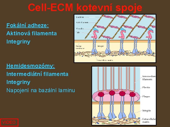 Cell-ECM kotevní spoje Fokální adheze: Aktinová filamenta Integriny Hemidesmozómy: Intermediátní filamenta Integriny Napojení na
