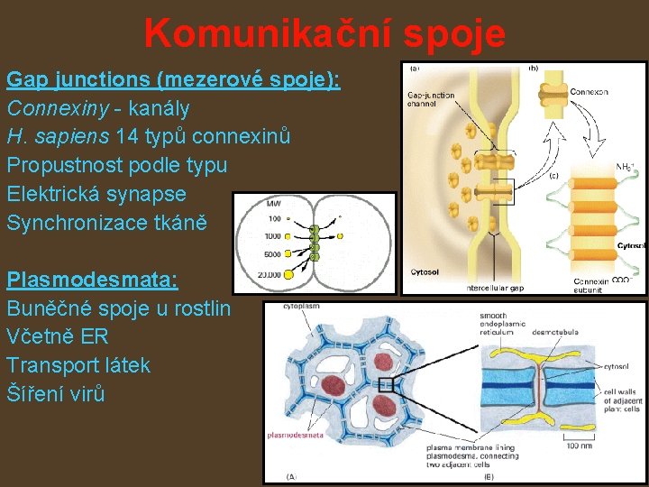 Komunikační spoje Gap junctions (mezerové spoje): Connexiny - kanály H. sapiens 14 typů connexinů