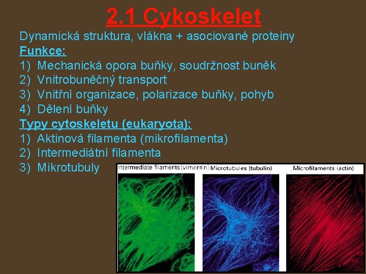 2. 1 Cykoskelet Dynamická struktura, vlákna + asociované proteiny Funkce: 1) Mechanická opora buňky,