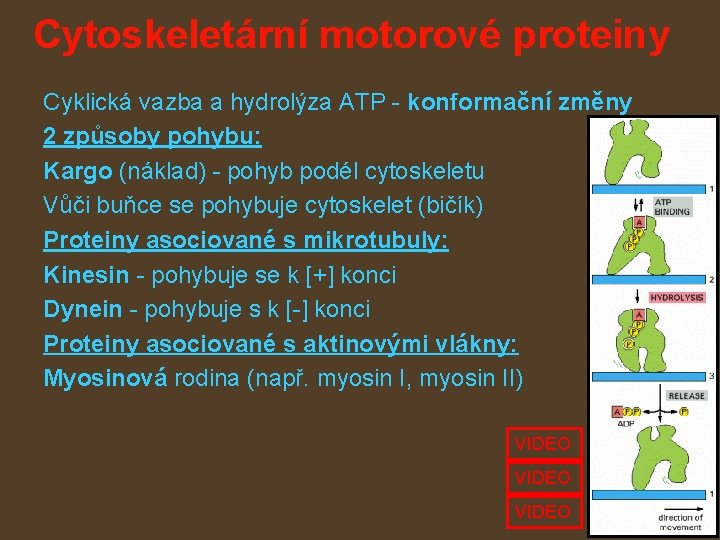 Cytoskeletární motorové proteiny Cyklická vazba a hydrolýza ATP - konformační změny 2 způsoby pohybu: