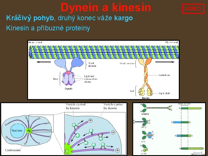 Dynein a kinesin Kráčivý pohyb, druhý konec váže kargo Kinesin a příbuzné proteiny VIDEO