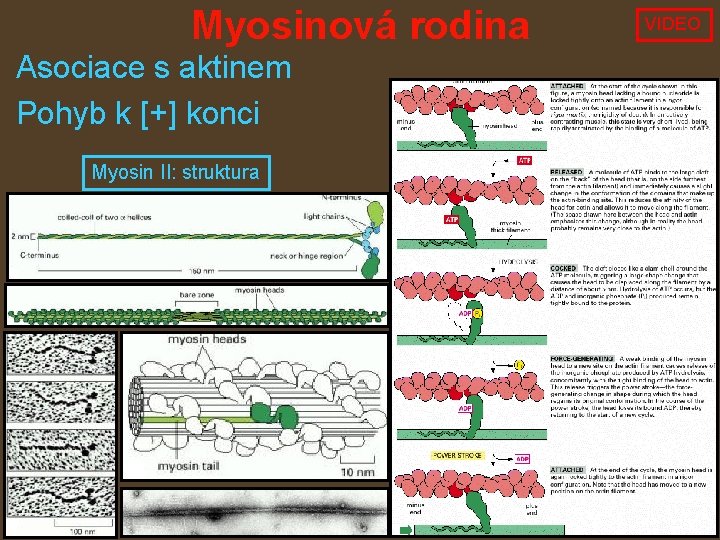 Myosinová rodina Asociace s aktinem Pohyb k [+] konci Myosin II: struktura VIDEO 