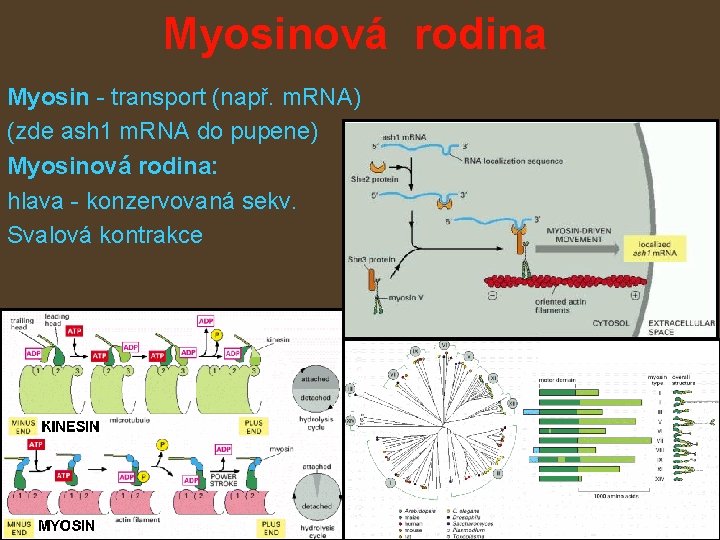 Myosinová rodina Myosin - transport (např. m. RNA) (zde ash 1 m. RNA do