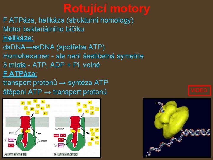 Rotující motory F ATPáza, helikáza (strukturní homology) Motor bakteriálního bičíku Helikáza: ds. DNA→ss. DNA