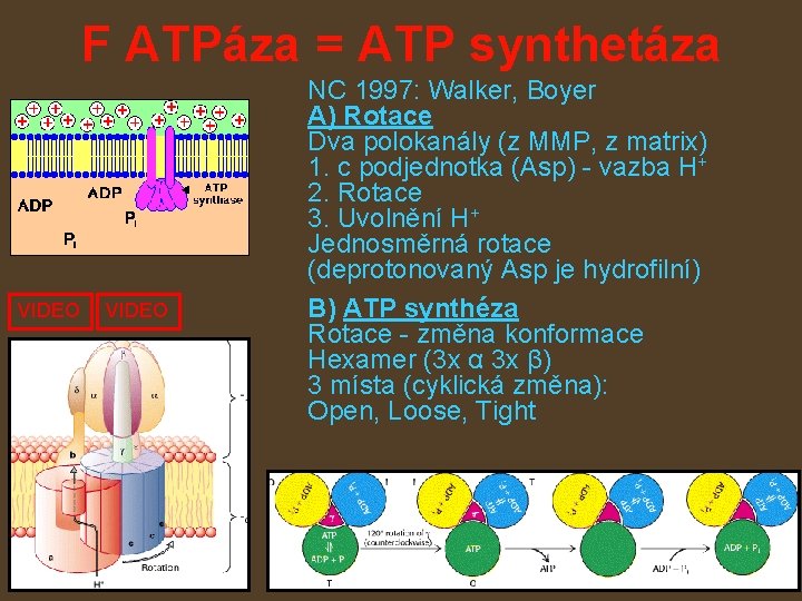 F ATPáza = ATP synthetáza VIDEO NC 1997: Walker, Boyer A) Rotace Dva polokanály