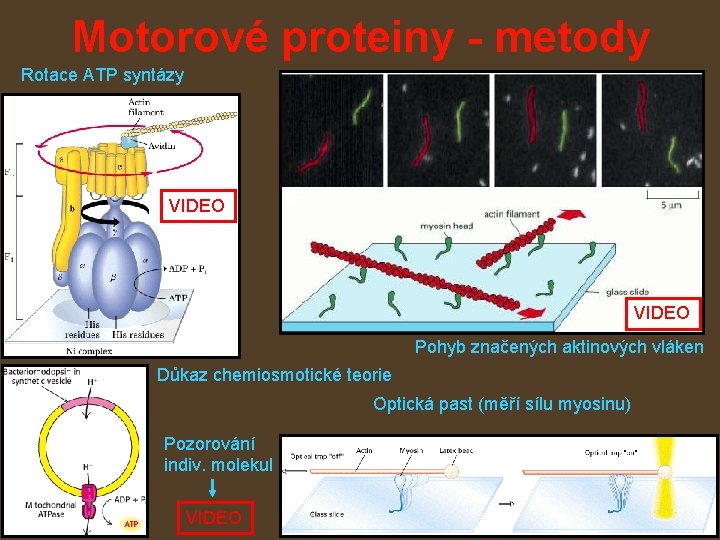 Motorové proteiny - metody Rotace ATP syntázy VIDEO Pohyb značených aktinových vláken Důkaz chemiosmotické