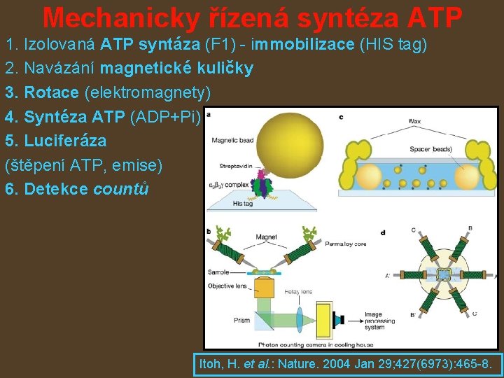 Mechanicky řízená syntéza ATP 1. Izolovaná ATP syntáza (F 1) - immobilizace (HIS tag)