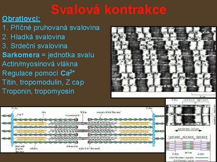 Svalová kontrakce Obratlovci: 1. Příčné pruhovaná svalovina 2. Hladká svalovina 3. Srdeční svalovina Sarkomera