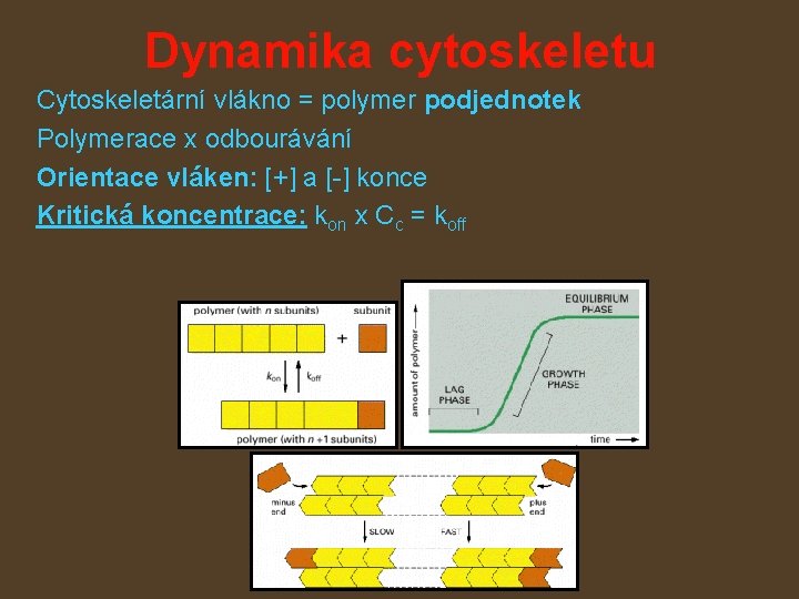 Dynamika cytoskeletu Cytoskeletární vlákno = polymer podjednotek Polymerace x odbourávání Orientace vláken: [+] a