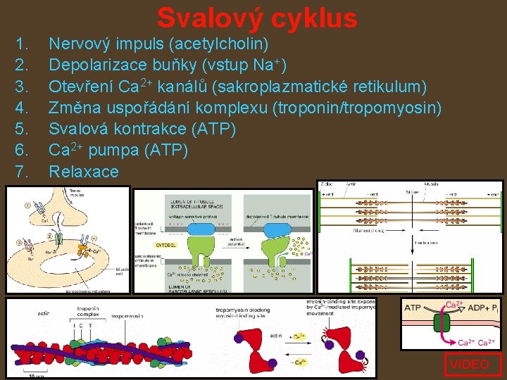 Svalový cyklus 1. 2. 3. 4. 5. 6. 7. Nervový impuls (acetylcholin) Depolarizace buňky