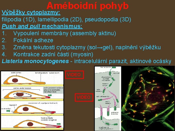 Améboidní pohyb Výběžky cytoplazmy: filipodia (1 D), lamellipodia (2 D), pseudopodia (3 D) Push