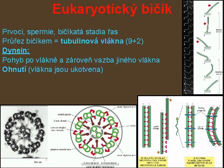 Eukaryotický bičík Prvoci, spermie, bičíkatá stadia řas Průřez bičíkem = tubulinová vlákna (9+2) Dynein: