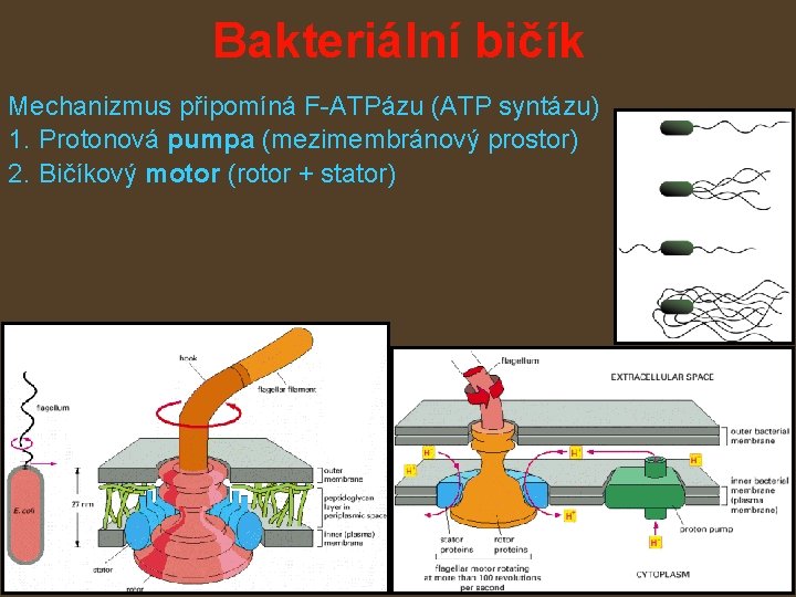 Bakteriální bičík Mechanizmus připomíná F-ATPázu (ATP syntázu) 1. Protonová pumpa (mezimembránový prostor) 2. Bičíkový