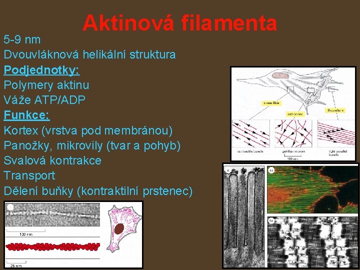 Aktinová filamenta 5 -9 nm Dvouvláknová helikální struktura Podjednotky: Polymery aktinu Váže ATP/ADP Funkce: