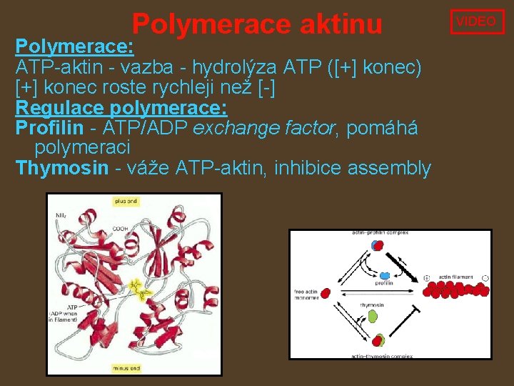 Polymerace aktinu Polymerace: ATP-aktin - vazba - hydrolýza ATP ([+] konec) [+] konec roste