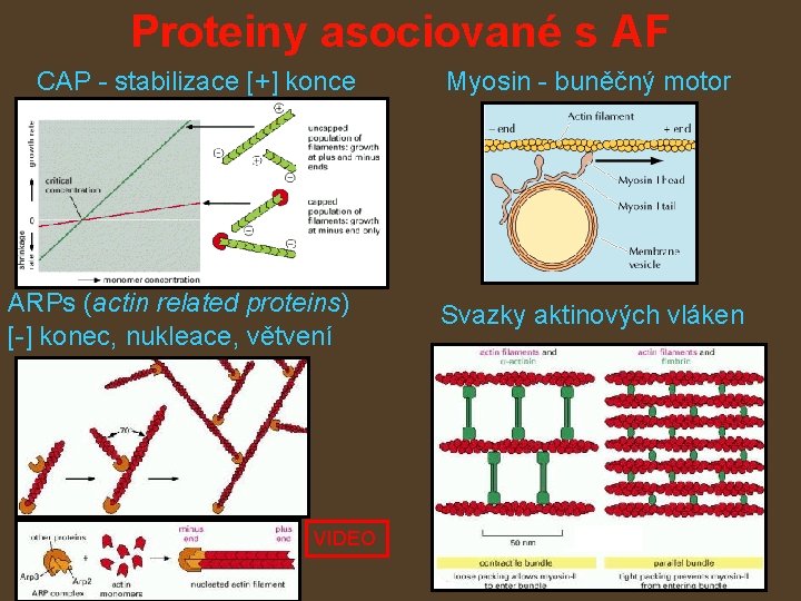 Proteiny asociované s AF CAP - stabilizace [+] konce ARPs (actin related proteins) [-]