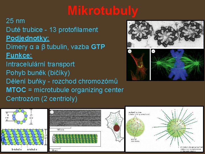 Mikrotubuly 25 nm Duté trubice - 13 protofilament Podjednotky: Dimery α a β tubulin,