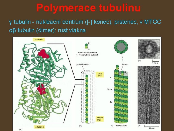 Polymerace tubulinu γ tubulin - nukleační centrum ([-] konec), prstenec, v MTOC αβ tubulin
