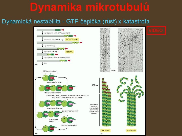 Dynamika mikrotubulů Dynamická nestabilita - GTP čepička (růst) x katastrofa VIDEO 