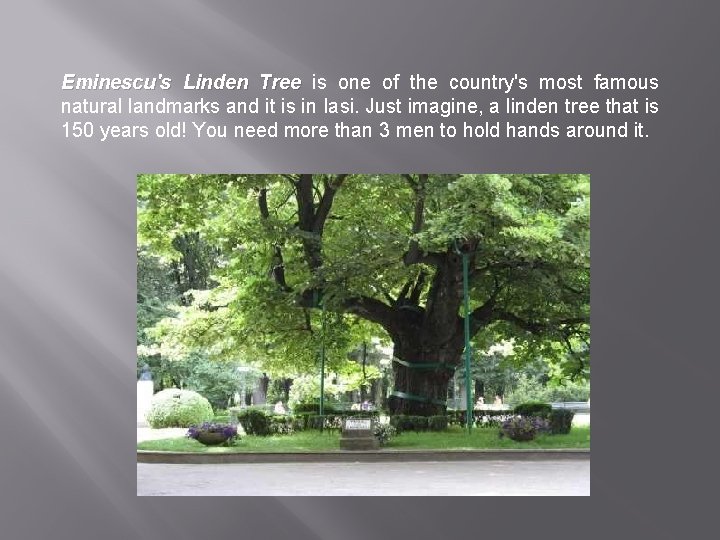 Eminescu's Linden Tree is one of the country's most famous natural landmarks and it