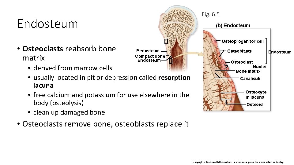 Fig. 6. 5 Endosteum • Osteoclasts reabsorb bone matrix (b) Endosteum Osteoprogenitor cell Periosteum