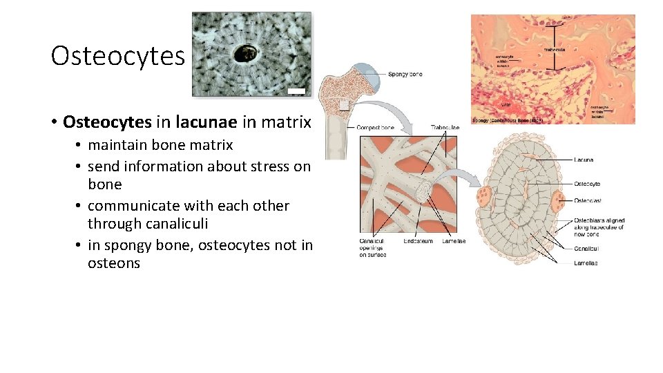 Osteocytes • Osteocytes in lacunae in matrix • maintain bone matrix • send information