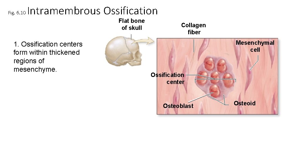 Fig. 6. 10 Intramembrous Ossification Flat bone of skull 1. Ossification centers form within