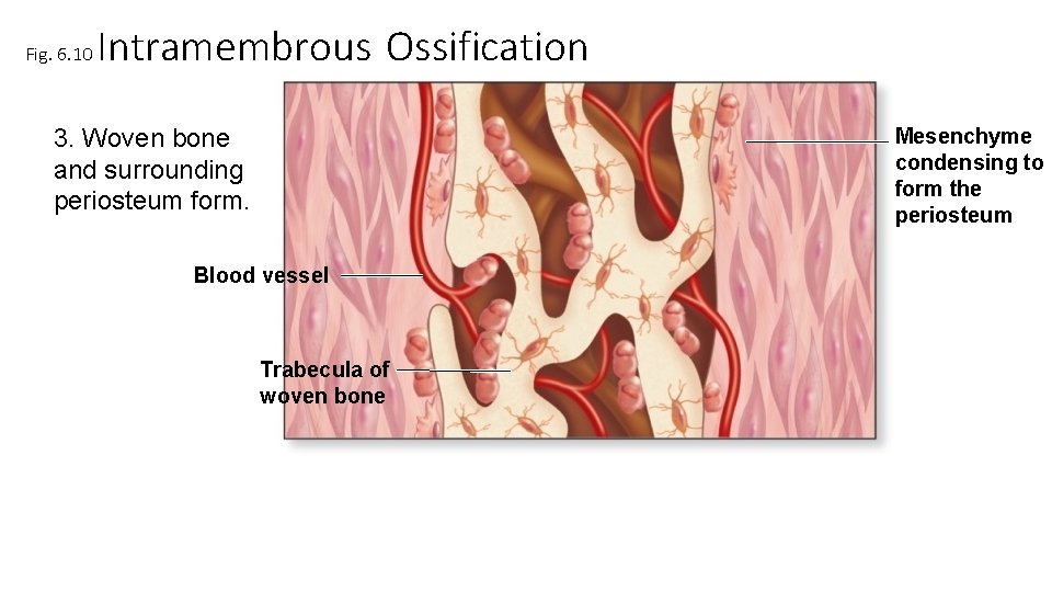 Fig. 6. 10 Intramembrous Ossification 3. Woven bone and surrounding periosteum form. Mesenchyme condensing Fig. 6. 10 Intramembrous Ossification 3. Woven bone and surrounding periosteum form. Mesenchyme condensing