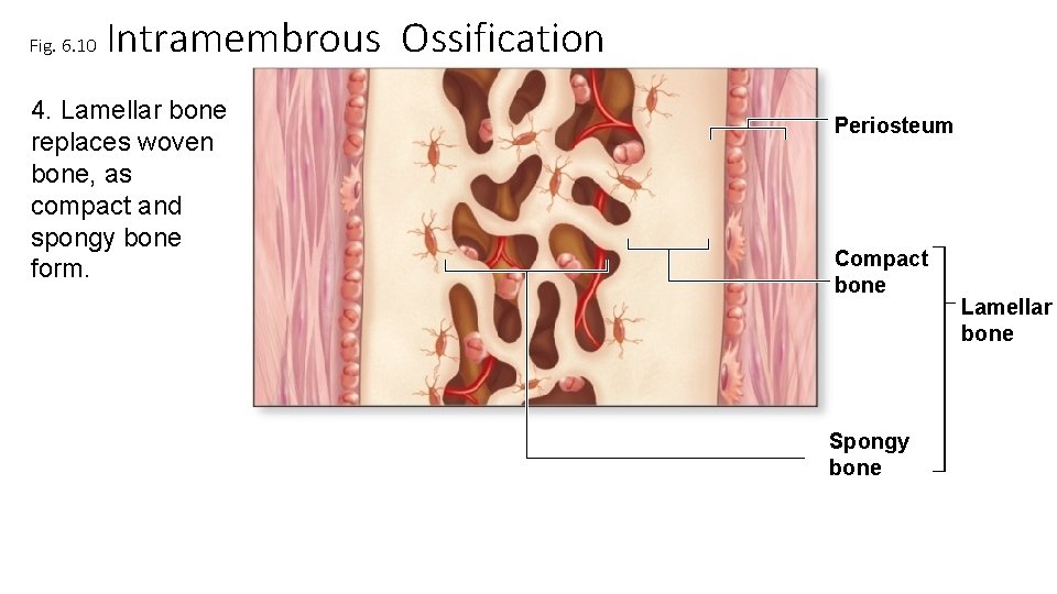 Fig. 6. 10 Intramembrous Ossification 4. Lamellar bone replaces woven bone, as compact and Fig. 6. 10 Intramembrous Ossification 4. Lamellar bone replaces woven bone, as compact and