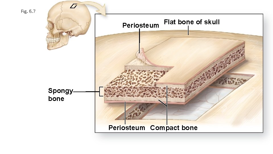 Fig. 6. 7 Periosteum Flat bone of skull Spongy bone Periosteum Compact bone 