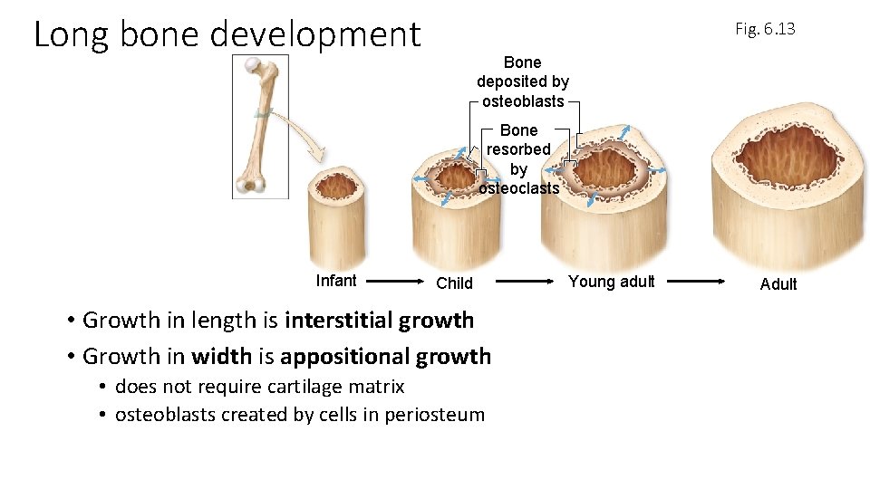 Long bone development Fig. 6. 13 Bone deposited by osteoblasts Bone resorbed by osteoclasts